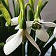 Подснежники из полимерной глины (холодный фарфор). Композиции. Lovely flower. Ярмарка Мастеров.  Фото №4