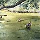 Watercolor painting of the Old Pond (landscape, ducks, green, summer). Pictures. Watercolour Painting Mamabelle art. Online shopping on My Livemaster.  Фото №2