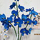 синяя орхидея, Цветы, Тула,  Фото №1