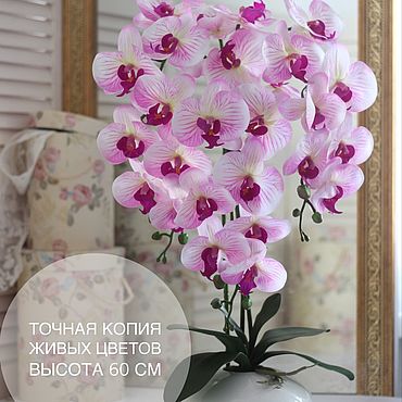 Орхидеи домашние (103 фото)