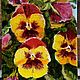 Order The painting with flowers 'Pansies' is decorated. Paint with Love (lotmarket). Livemaster. . Pictures Фото №3