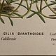Винтаж: 1856 GILIA DIANTHOIDES Van Houtte Старинная антикварная Гравюра. Картины винтажные. VERY GOOD DAY. Ярмарка Мастеров.  Фото №6