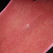 Материалы для творчества handmade. Livemaster - original item Sea stingray skin, oval, width 23-24 cm IMC2005P1. Handmade.