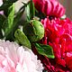  Махровые пионы из холодного фарфора. Цветы. Irusiny-bukety. Ярмарка Мастеров.  Фото №5