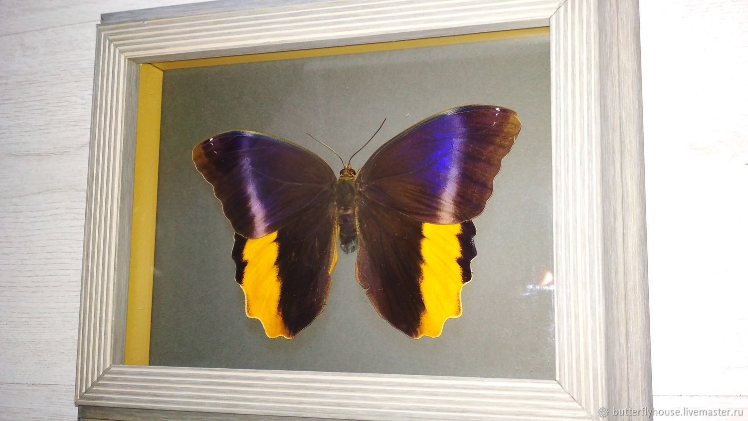 Бабочки в рамке на стену