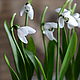 Snowdrops.. Botanical sculptures from polymer clay, Flowers, Odessa,  Фото №1