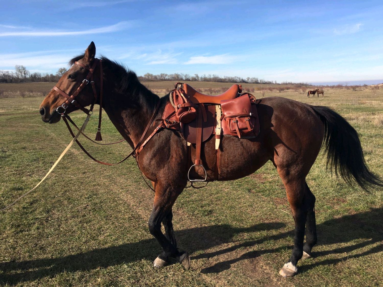 Седло для лошади кавалерийское натуральная кожа | AliExpress