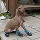 Winter boots for dogs made of felted knitwear, Shoes for Pets, Dedovsk,  Фото №1
