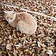 Фоторабота "Осенний кот", Фотографии, Орск,  Фото №1