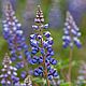  Meadow lupin/Луговой люпин. Авторские натуральные духи. Духи. tamanu. Интернет-магазин Ярмарка Мастеров.  Фото №2