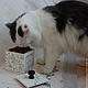 Короб для сыпучих продуктов. Для Любимого )))  "Simon's cat ". Аксессуары для питомцев. Анастасия Коптева  *СТАСЯ  и  ВАСЯ*. Ярмарка Мастеров.  Фото №6