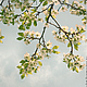 Фото картина для интерьера, вишни в цвету на фоне весеннего неба «Вишневая весна» © Ануфриева Елена. Авторские фотокартины на заказ