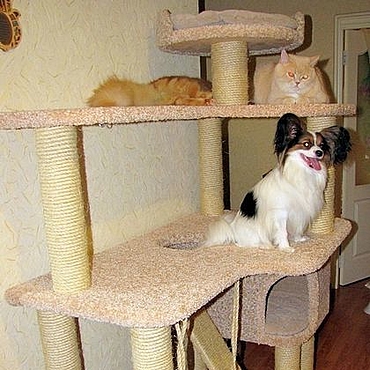 домик для кошки из фанеры, чертежи УютС с доставкой по Москве недорого | steklorez69.ru