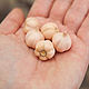 garlic. Miniature figurines. Romanycheva Natalia. Online shopping on My Livemaster.  Фото №2