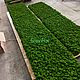 Полоса из мха 340*60см. Фитокартины. Green.Box. Ярмарка Мастеров.  Фото №5