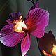 Luz de noche de orquídeas ' Violet'. Nightlights. Elena Krasilnikova. Ярмарка Мастеров.  Фото №5