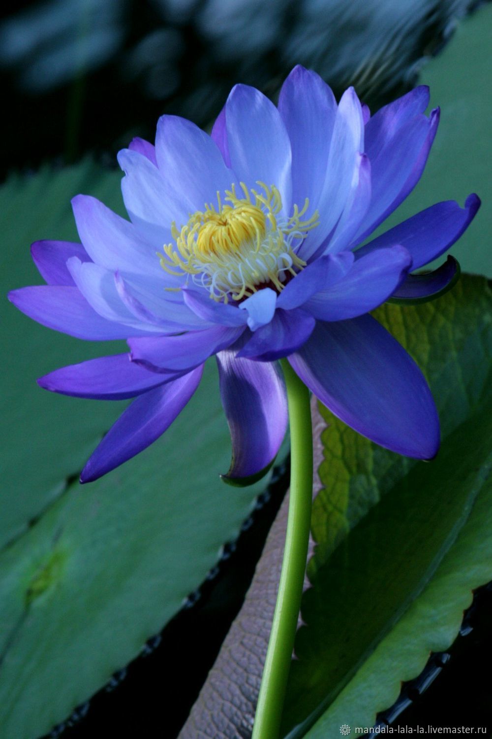 Голубой Лотос (Nymphaea caerulea)