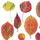  Осенние листья. Картины. Акварельная ботаника. Интернет-магазин Ярмарка Мастеров.  Фото №2