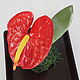 Interior arrangement, Anthurium polymer clay, Composition, Moscow,  Фото №1