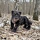 Саблезубый. Мягкие игрушки. Ирина Сайдакова. Ярмарка Мастеров.  Фото №6