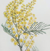 Картины и панно handmade. Livemaster - original item Mimosa, watercolor. Handmade.