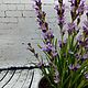 Заказать Лаванда из полимерной глины. my_polymer_flowers. Ярмарка Мастеров. . Композиции Фото №3