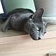house for pet: The wicker house cat. bench. Pet House. Корзины в СПБ (Светлана). My Livemaster. Фото №6