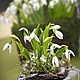 Подснежники из полимерной глины на коре. Композиции. Цветочная Фея (feya-tsvetochna). Ярмарка Мастеров.  Фото №4