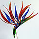 Strelitzia hairpin, bird of Paradise, Hairpin, Cheboksary,  Фото №1