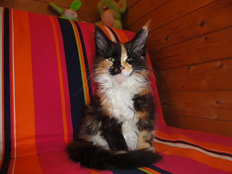 Мои сладкие коти