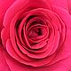 Deodorant spray rose. Deodorants. Butik Victoria Soap. Online shopping on My Livemaster.  Фото №2