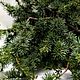 Кедр серый Ветки Пучок Живая зелень Новогодняя флористика. Елки. DARK FLORIST Флористика Декор ЦВЕТЫ. Ярмарка Мастеров.  Фото №4