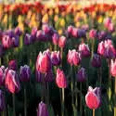 Материалы для творчества ручной работы. Ярмарка Мастеров - ручная работа Tulip Fields (Тюльпановые поля) CandleScience. Handmade.