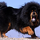 Yarn winter 'Star Тибета2' 90M 100g of dog hair. Yarn. Livedogsnitka (MasterPr). My Livemaster. Фото №6