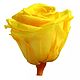 Заказать Стабилизированный Бутон розы "Bright Yellow" (Mini). Flority. Ярмарка Мастеров. . Цветы сухие и стабилизированные Фото №3