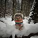 Ёжик тедди. Тедди Зверята. Dovgan Dolls. Ярмарка Мастеров.  Фото №4