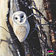 Brooch 'Owl Barn Owl', Brooch-clip, Furnaces,  Фото №1