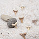 Fossilized shark tooth 13-15 mm. Folk decorations. merlin-hat (Merlin-hat). My Livemaster. Фото №6