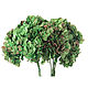 Гортензия стабилизированная "Natural Bicolor Green / Red", Цветы сухие и стабилизированные, Москва,  Фото №1