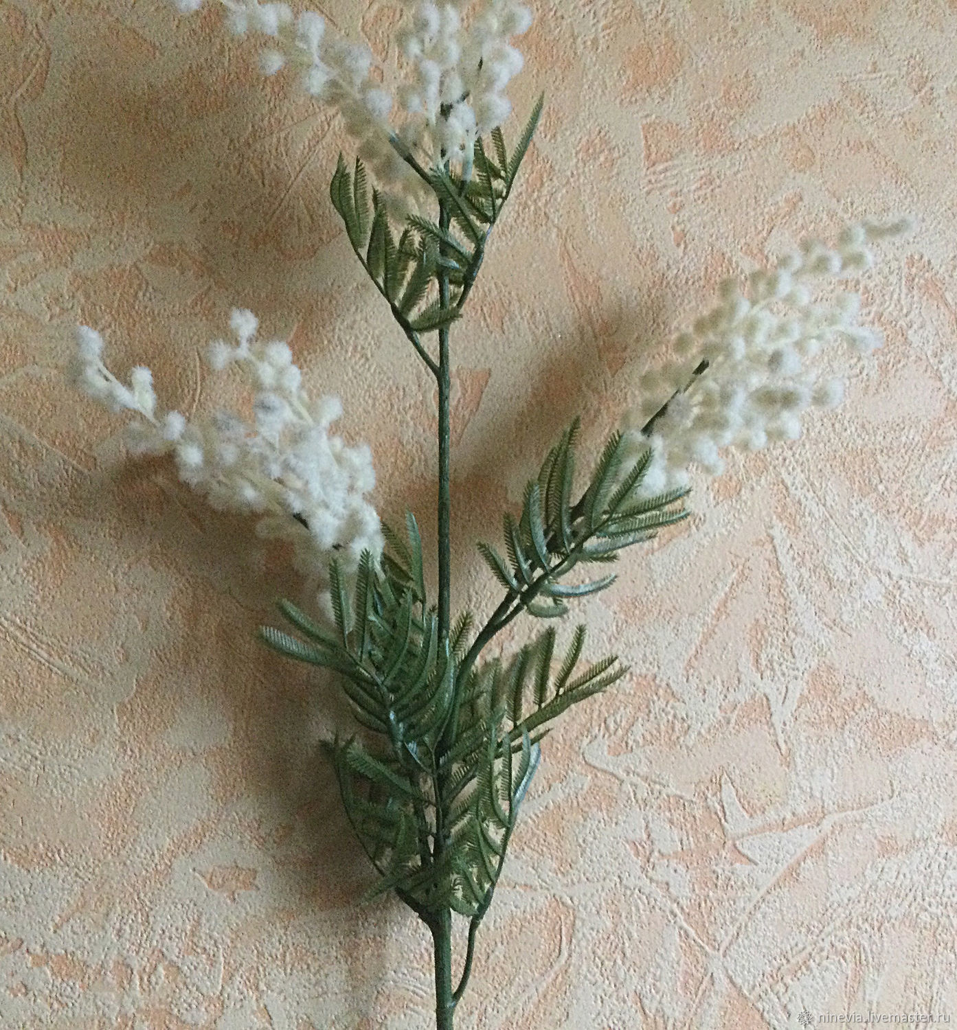 Купить Мимозу В Спб Дешево