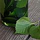 Order Birch oil of young birch leaves. Dary Prirody. Livemaster. . Massage Oil Фото №3