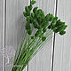 Фаларис темно-зеленый 50 шт. 12312. Сухоцветы для творчества. Sm-Floristic (сухоцветы и декор) (sm-floristic-1). Интернет-магазин Ярмарка Мастеров.  Фото №2