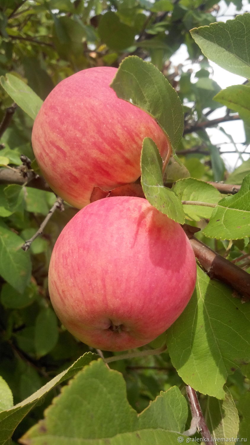яблоки сибири фото