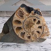 Окаменевшие древние моллюски. Аммониты