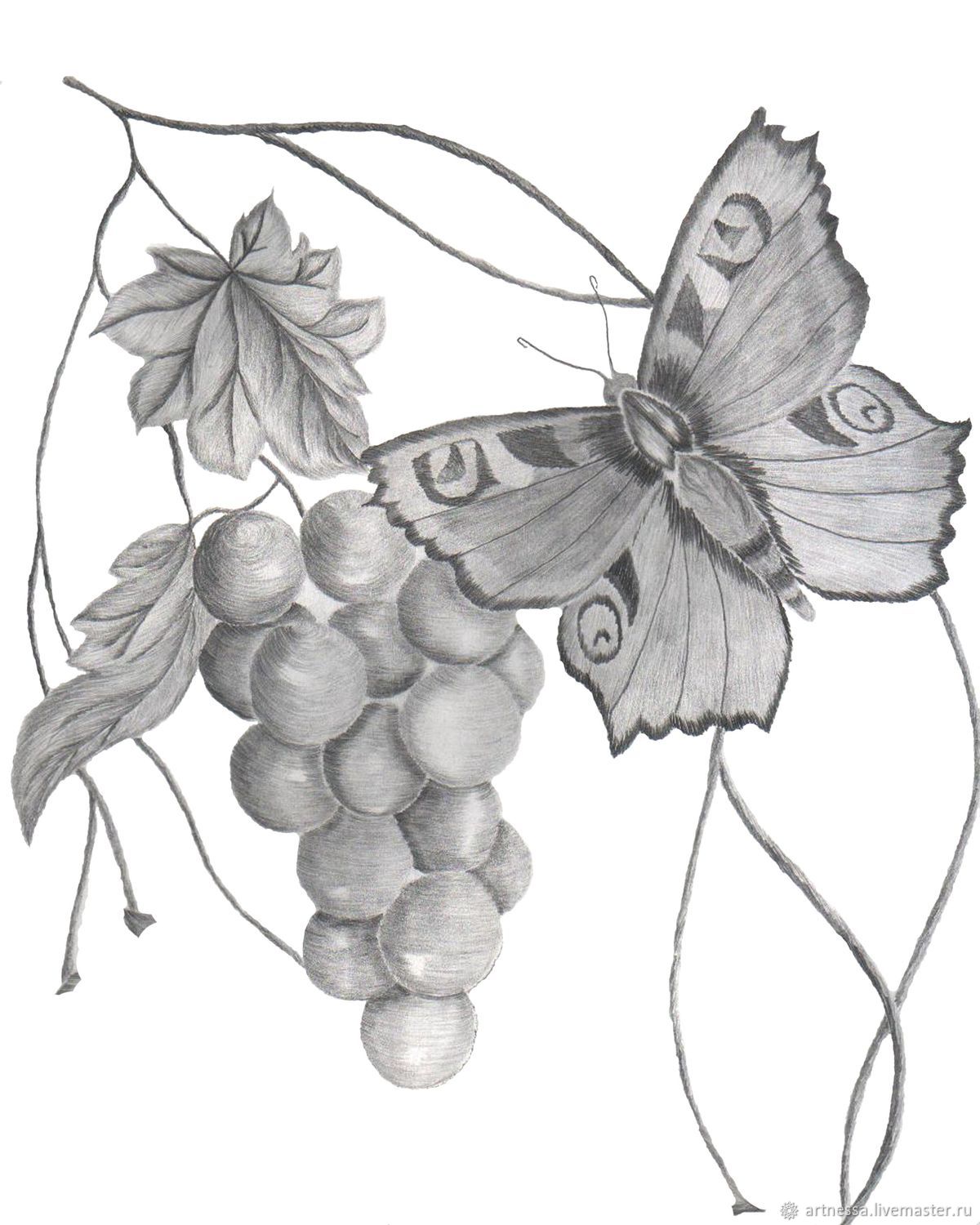 Рисунки винограда простым карандашом