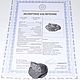 Заказать Метеорит коллекционный Кампо-дель-Сьело. MeteoritеStyle. Ярмарка Мастеров. . Элементы интерьера Фото №3