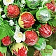 Лукошко с клубникой. Букеты. Сладкие подарки от Юлии г. Королев. Ярмарка Мастеров.  Фото №4