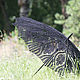 Paraguas: Las hojas negras, Umbrellas, Pathos,  Фото №1
