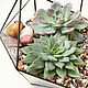 Geometric florarium with echeveria. Florariums. Glass Flowers. Online shopping on My Livemaster.  Фото №2