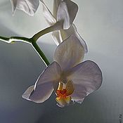 желтая орхидея брассия. композиция из флористической полимерной глины